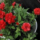 올래펜션민박 이미지