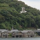 태훈카 | 6월에 방문한 교토 근교 수상마을 이네노후나야 ｜ 투어버스 태교여행
