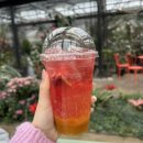 카멜리아플라워 | [제주]<카멜리아 힐>-제주동백 명소,1월 말 후기,제주여행 애견동반 추천