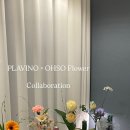오소플라워