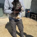 퍼피빌리티 이미지