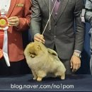 No.1 POM 이미지