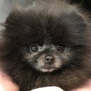 디오레 포메라니안 이미지