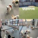 댕댕이천사 | 인천 주안역 애견카페 평일에도 카페이용과 데이케어가 가능한 댕댕이카페
