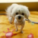 누렁이도 찰스로 이미지