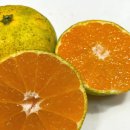 힘찬어린이집 | 건강 간식 추천 힘찬열매 제주 노지 감귤