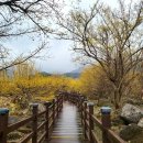 월계(회관)마을회관 | 구례 산수유꽃축제 2025, 주차 꿀팁과 방문 후기!