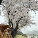 통복시장로48번길 | 평택벚꽃명소 어디가 더 예쁠까?🌸 통복천 vs 평택대학교 솔직 비교