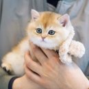 강남고양이분양호야캣