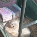 행복만줄개 이미지