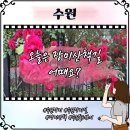 경기도 수원시 권선구 세권로85번길 48 (세류동) | 수원 장미명소 세류동 장미축제와 다른 감성가득 산책코스 추천