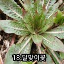 들풀
