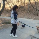 토담스펫 | 분독 0109 하네스 구매후기