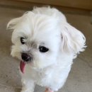 다솜동물메디컬센터 금정점 이미지