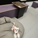 덕분이야모든개 이미지