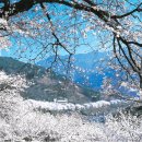 청풍명월 벚꽃축제 이미지