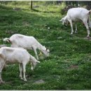 대물축산 이미지