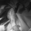 조형선외과동물병원 이미지