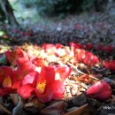 공곶이가는길 이미지