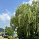 등나무 운동장 이미지