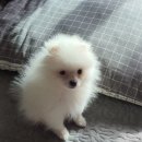 CoCo멍(코코멍) 이미지