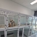 선샤인 반려견 유치원 이미지