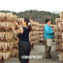 영동산골오징어(주) 이미지