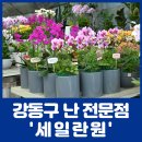 천호대로 213길 | 세일란원, 개업화분을 도매가격에? / 강동구 상일동꽃집 공유