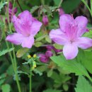 서령초등학교 이미지