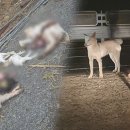 마리들농장 이미지