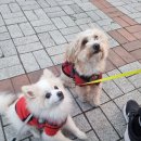 페티포티 이미지