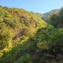 산더덕4그리고 산도라지 이미지