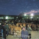영산포초등학교 | 전남의 우시장