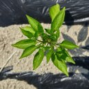 장암농장 이미지