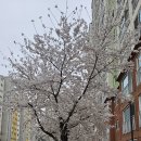 한국체대 봄 태권도장 이미지