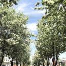 월명리 터널 이팝나무 가로수 | 전주 팔복동 이팝나무 철길에서 마지막 봄 꽃구경