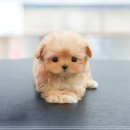 송이로14길 이미지