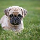 하이도그 이미지