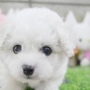 착한애견 이미지