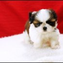 몽글몽글 이미지