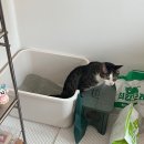 고양이화장실청소 몬도미오펫 고양이모래삽으로 배변부스러기없이 깔끔하게