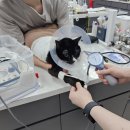 고양이 면역 성장기 관리, 생후 1년이 앞으로의 건강을 좌우할 만큼 중요합니다.
