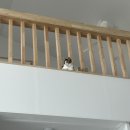 임실군 보건의료원 | 🤰🏻임신 40주차 | 유도분만 20시간 후 응급 제왕절개 출산 후기 (전주 한별산부인과)