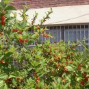 약대초등학교 이미지