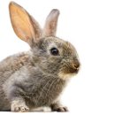 리베동물메디컬센터 이미지