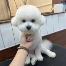 살롱드댕댕 이미지