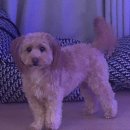 몽크네 이발관 이미지