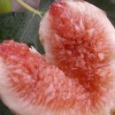 해남농장 이미지