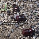 해솔농장 이미지