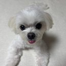 두부네 펫살롱 이미지